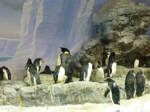名古屋港水族館の「ペンギンさんチーム」です。あまりにも暑い日が続きますので、涼しげな写真でいかせてもらいました･･･。